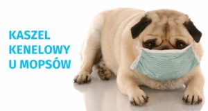 Gdy Twój mops kicha, kaszle i się zapowietrza… || Brzydki i niezdrowy kaszel kenelowy