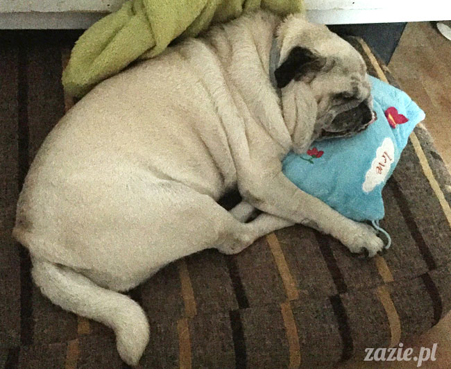 kumok_miszur_mopsy_mopsiki_00a