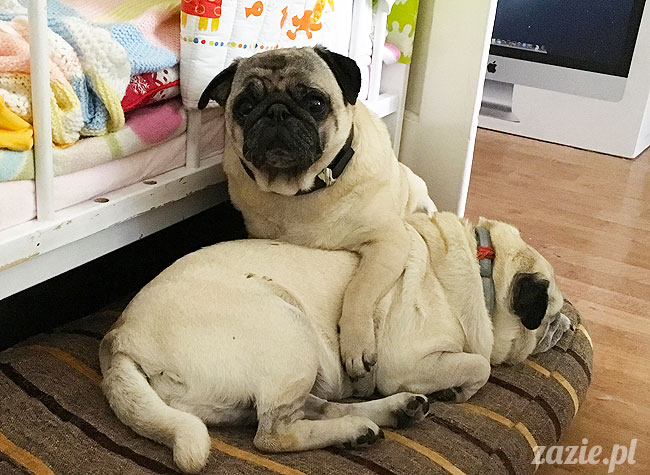 Kumok i Miszur, mopsy mopsiki Zazie