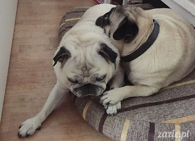 Kumok i Miszur, mopsy mopsiki Zazie