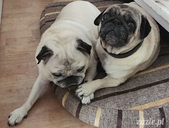 Kumok i Miszur, mopsy mopsiki Zazie