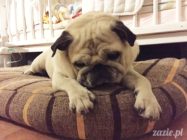 Kumok i Miszur, mopsy mopsiki Zazie