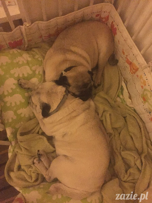 Kumok i Miszur, mopsy mopsiki Zazie