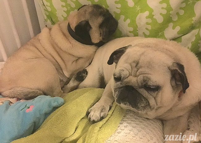 Kumok i Miszur, mopsy mopsiki Zazie