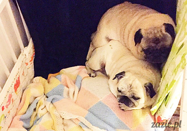 Kumok i Miszur, mopsy mopsiki Zazie