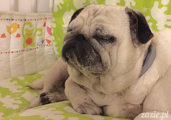 Kumok i Miszur, mopsy mopsiki Zazie