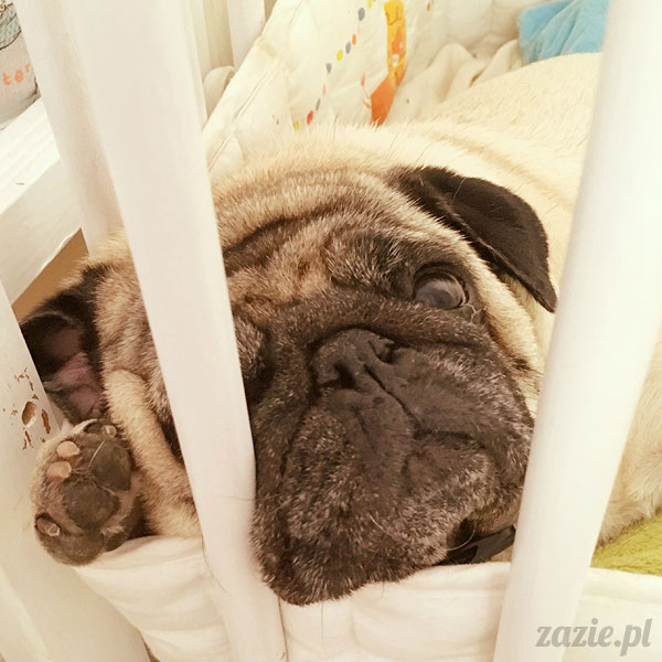 Kumok i Miszur, mopsy mopsiki Zazie