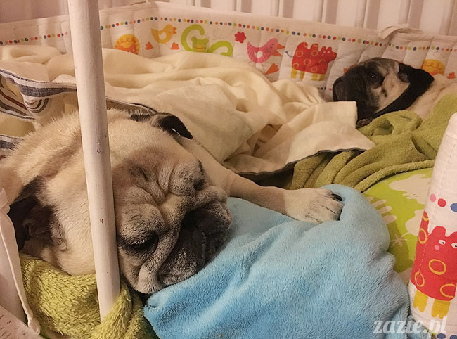 Kumok i Miszur, mopsy mopsiki Zazie