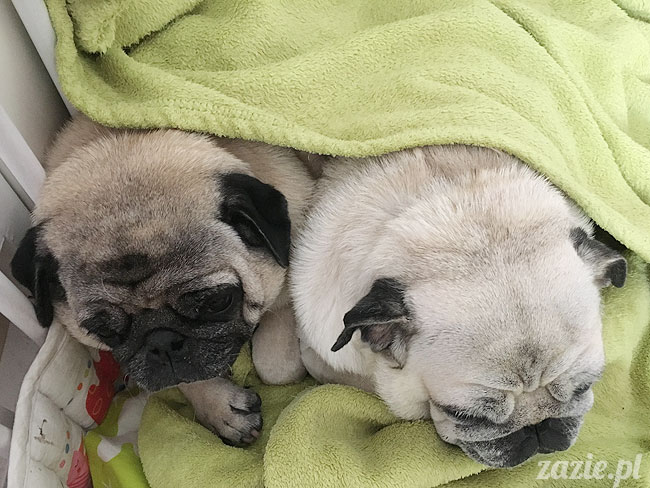 Kumok i Miszur, mopsy mopsiki Zazie