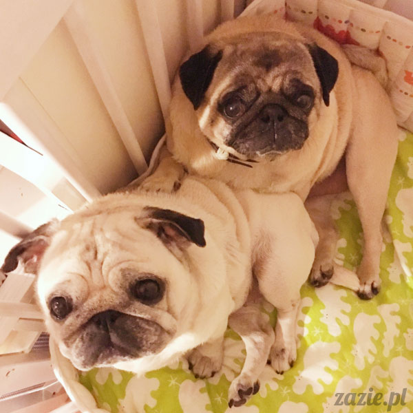 Kumok i Miszur, mopsy mopsiki Zazie