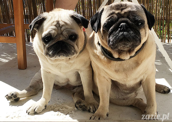 Kumok i Miszur, mopsy mopsiki Zazie