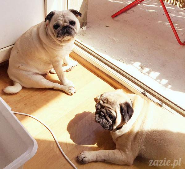 Kumok i Miszur, mopsy mopsiki Zazie