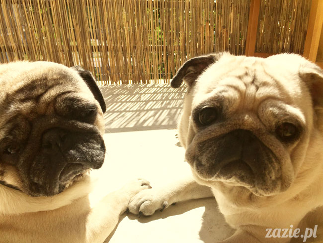 Kumok i Miszur, mopsy mopsiki Zazie