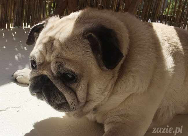 Kumok i Miszur, mopsy mopsiki Zazie