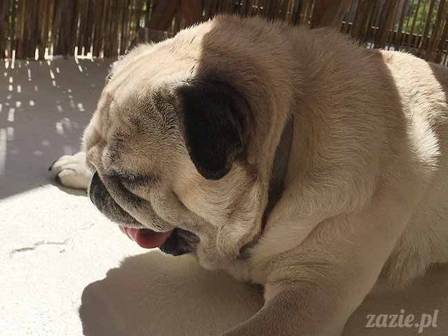 Kumok i Miszur, mopsy mopsiki Zazie