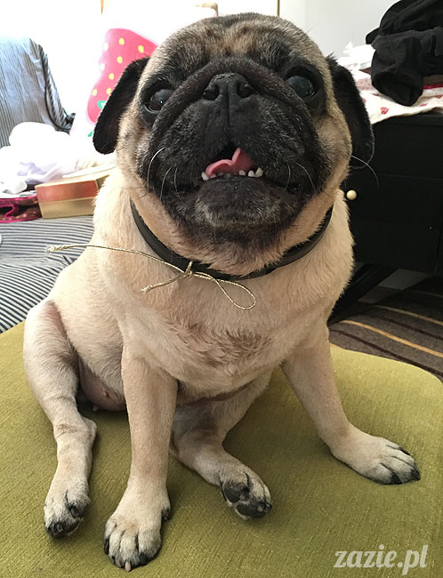 Kumok i Miszur, mopsy mopsiki Zazie