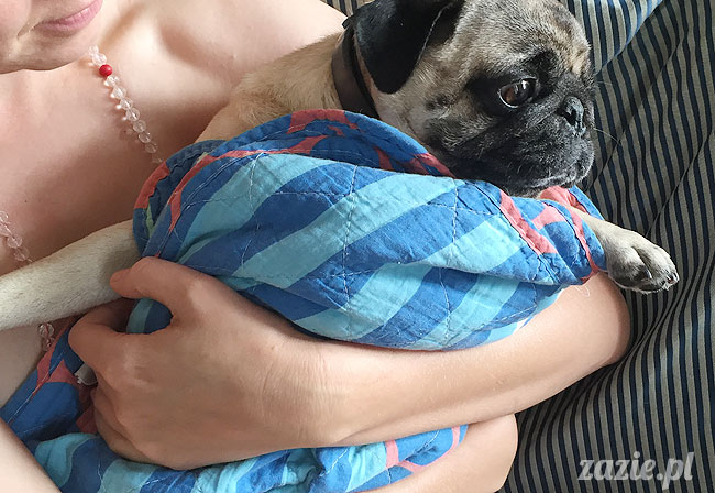 Kumok i Miszur, mopsy mopsiki Zazie