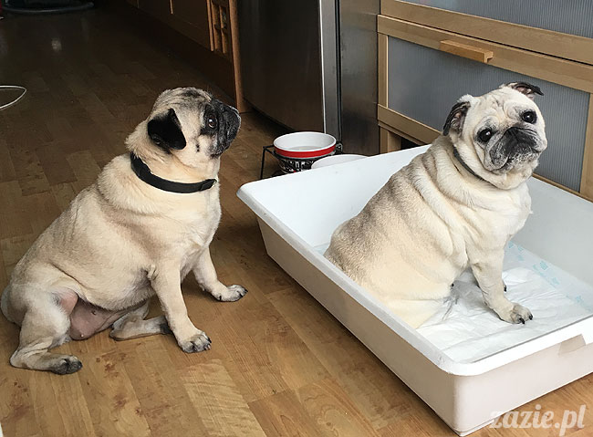 Kumok i Miszur, mopsy mopsiki Zazie