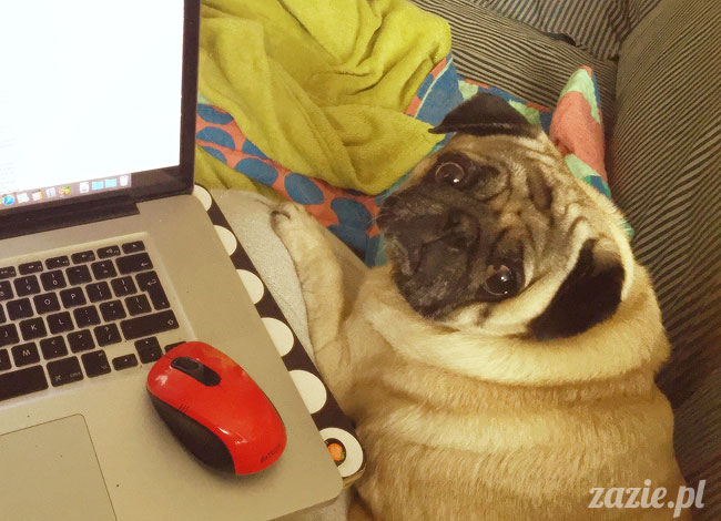 Kumok i Miszur, mopsy mopsiki Zazie