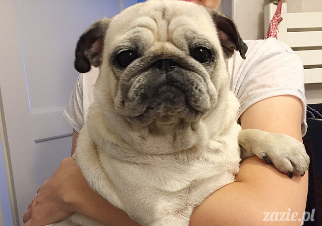 Kumok i Miszur, mopsy mopsiki Zazie