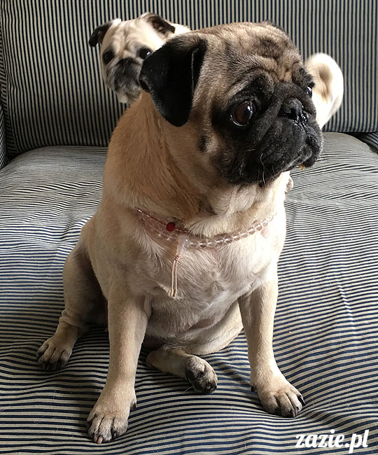 Kumok i Miszur, mopsy mopsiki Zazie