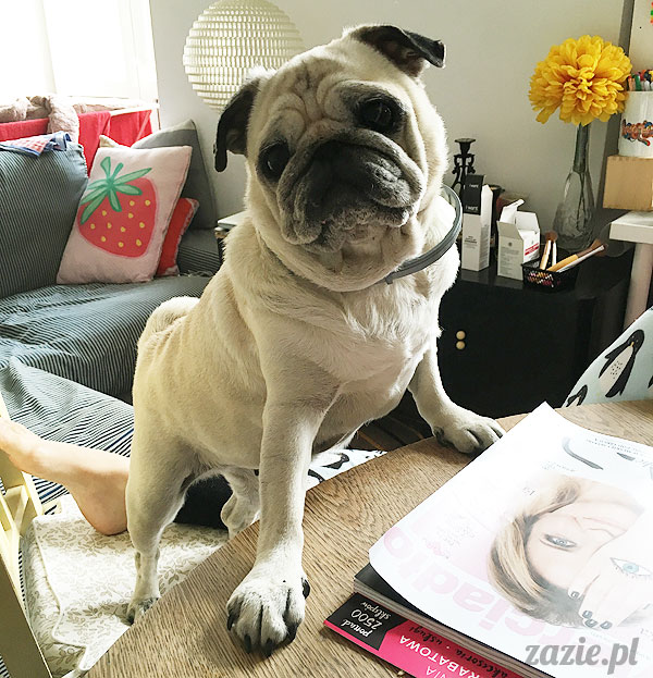 Kumok i Miszur, mopsy mopsiki Zazie