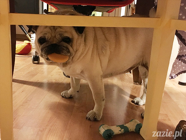 Kumok i Miszur, mopsy mopsiki Zazie