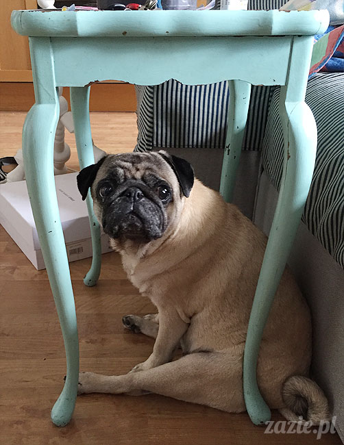 Kumok i Miszur, mopsy mopsiki Zazie