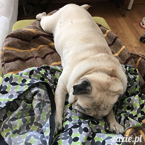 Kumok i Miszur, mopsy mopsiki Zazie