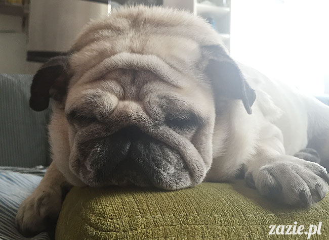 Kumok i Miszur, mopsy mopsiki Zazie