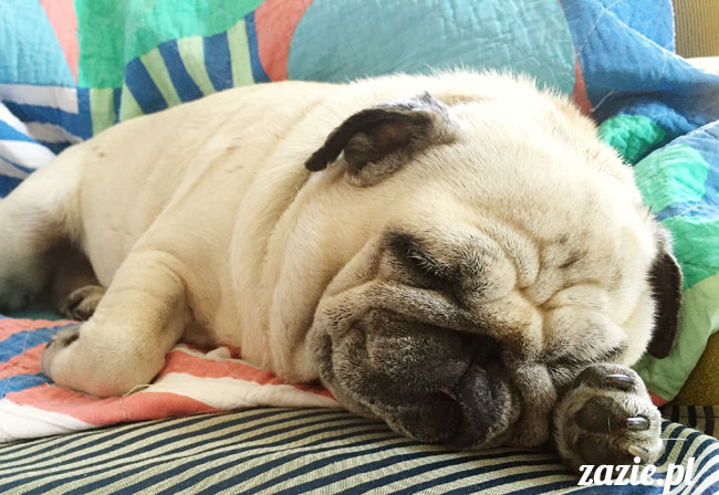 Kumok i Miszur, mopsy mopsiki Zazie