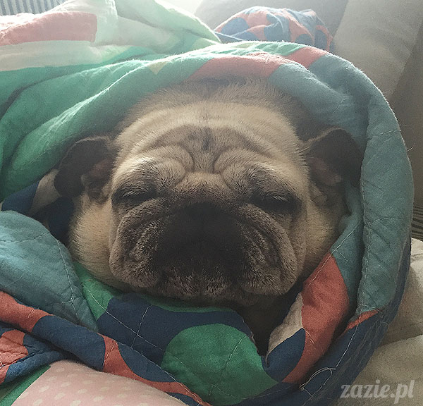 Kumok i Miszur, mopsy mopsiki Zazie