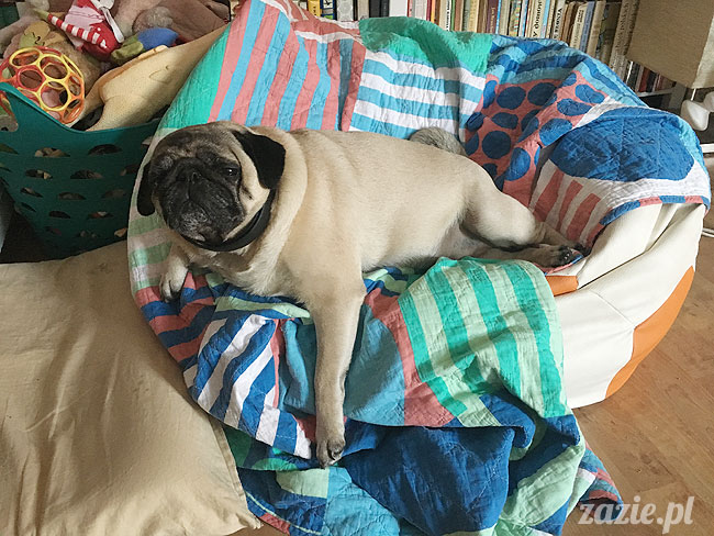 Kumok i Miszur, mopsy mopsiki Zazie