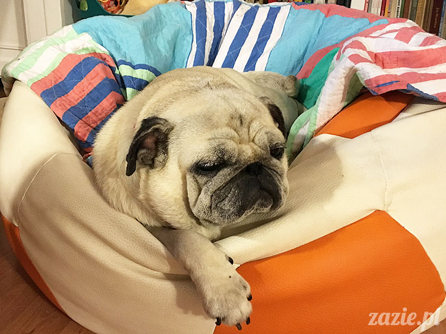 Kumok i Miszur, mopsy mopsiki Zazie