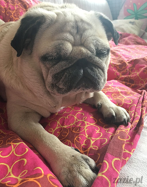 Kumok i Miszur, mopsy mopsiki Zazie