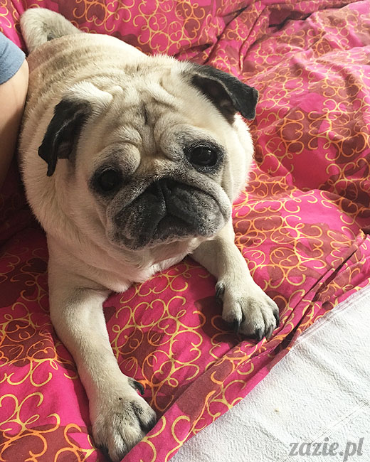 Kumok i Miszur, mopsy mopsiki Zazie