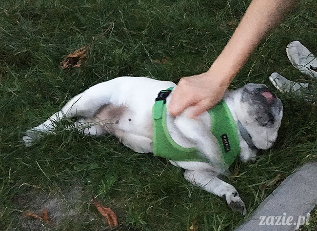 Kumok i Miszur, mopsy mopsiki Zazie