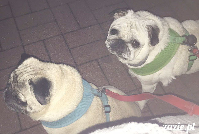 Kumok i Miszur, mopsy mopsiki Zazie