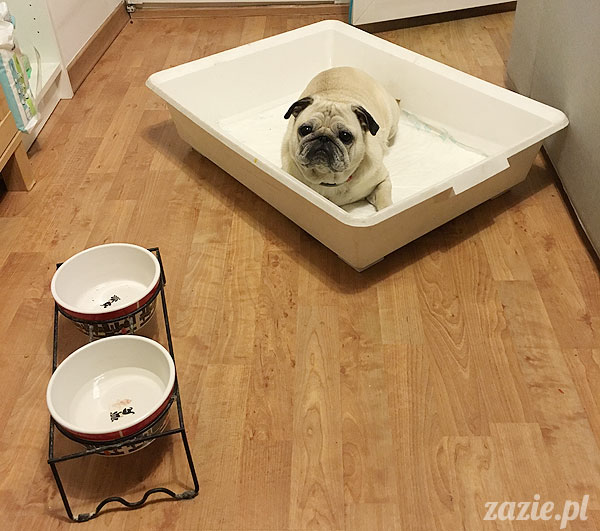 Kumok i Miszur, mopsy mopsiki Zazie