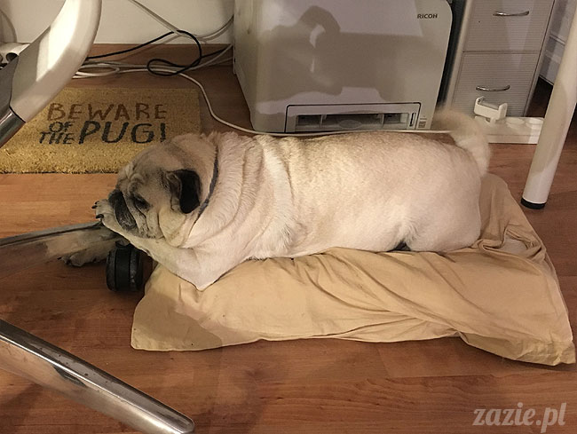 Kumok i Miszur, mopsy mopsiki Zazie