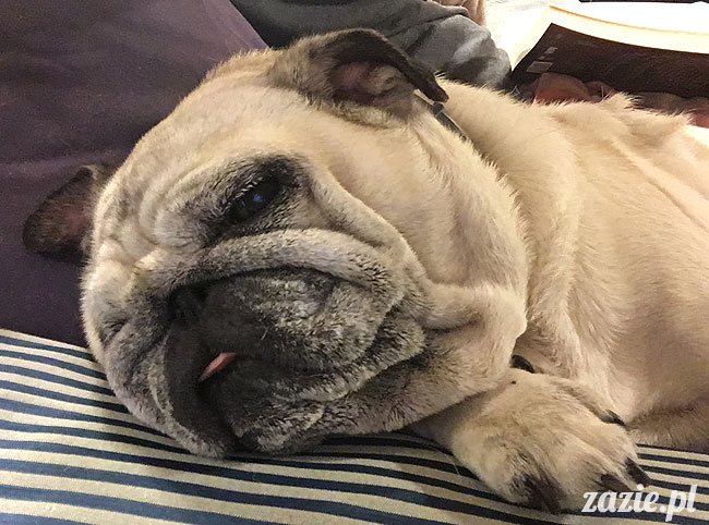 Kumok i Miszur, mopsy mopsiki Zazie