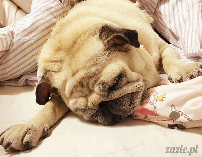 Kumok i Miszur, mopsy mopsiki Zazie