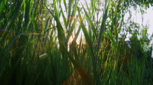 as fire to the sun tell me what I have done