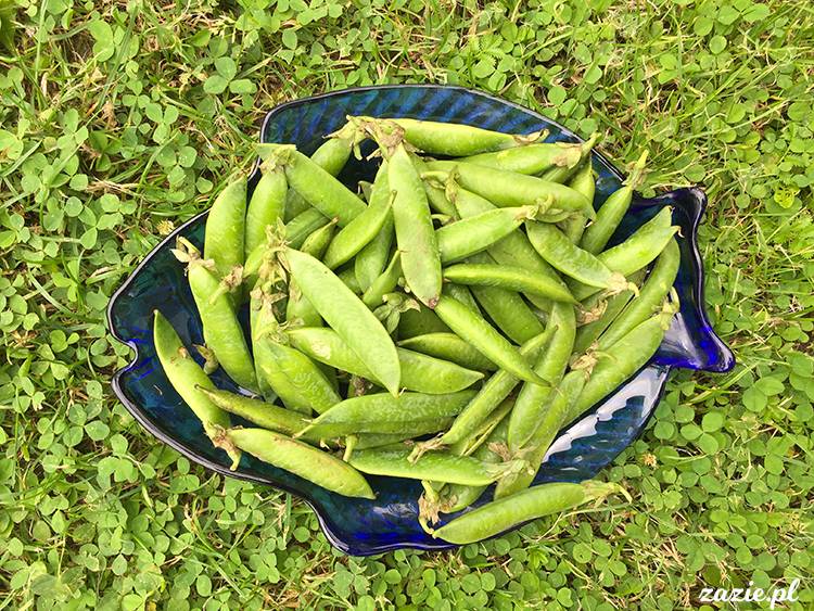 Kotlina Kłodzka, ziemia kłodzka, podróże Zazie i Syd