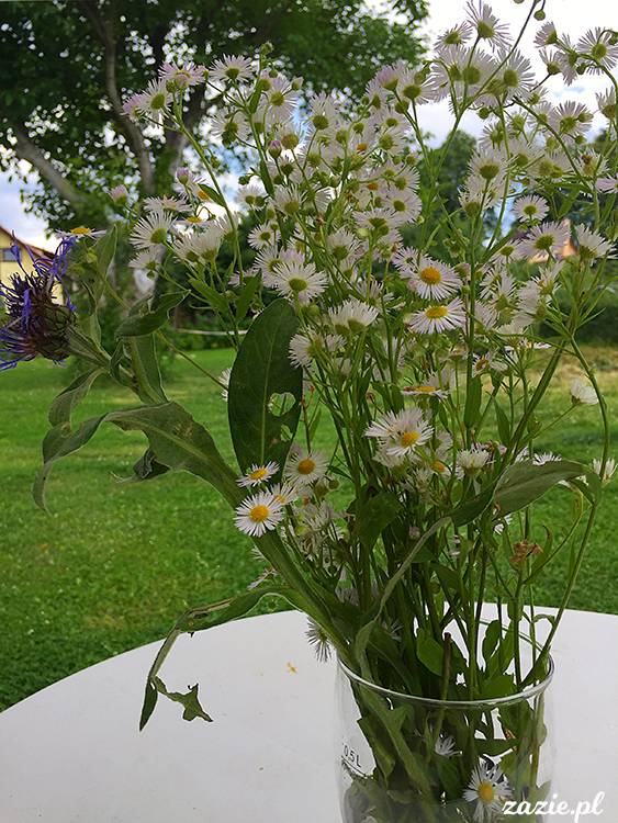 Kotlina Kłodzka, ziemia kłodzka, podróże Zazie i Syd