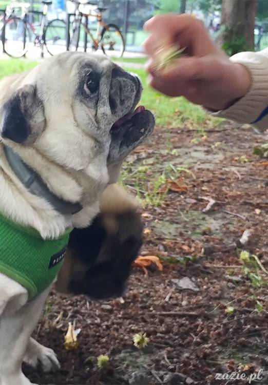 mopsy mopsiki pugs Kumok Miszur Zazie Syd z mopsem, z mopsami