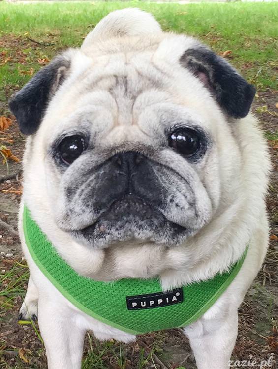 mopsy mopsiki pugs Kumok Miszur Zazie Syd z mopsem, z mopsami