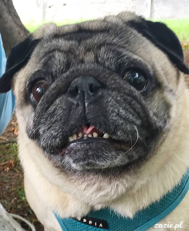 mopsy mopsiki pugs Kumok Miszur Zazie Syd z mopsem, z mopsami