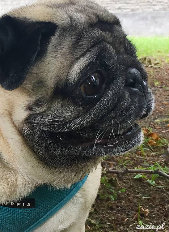 mopsy mopsiki pugs Kumok Miszur Zazie Syd z mopsem, z mopsami