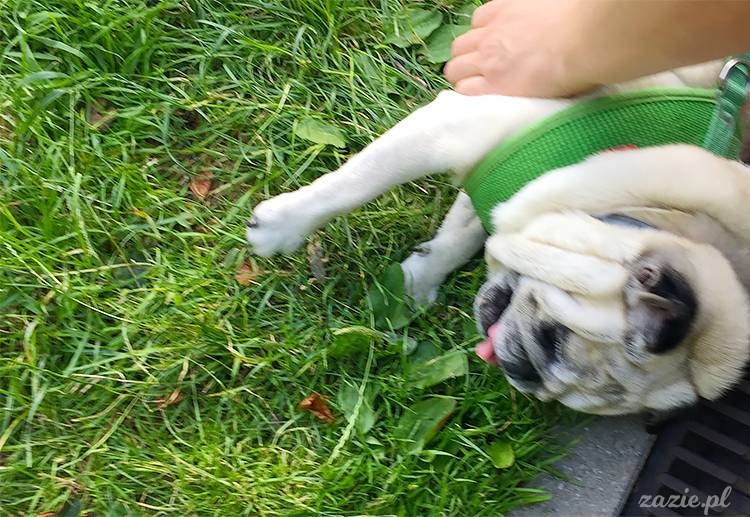 mopsy mopsiki pugs Kumok Miszur Zazie Syd z mopsem, z mopsami